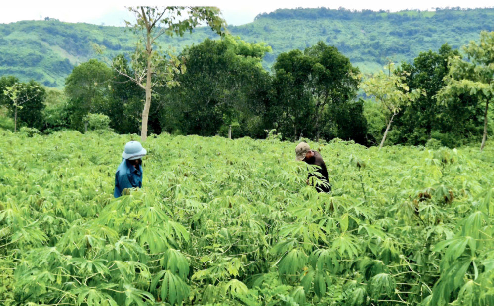 Xã A Dơi: Cây sắn trở thành cây trồng chủ lực, giúp hàng ngàn hộ dân ổn định kinh tế, vươn lên thoát nghèo